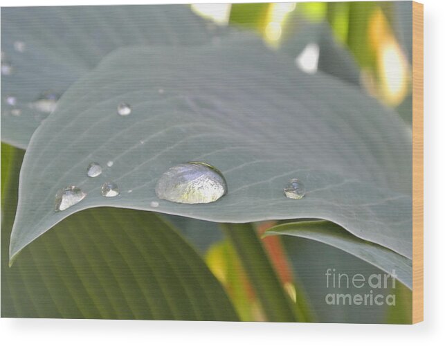  Wood Print featuring the photograph Dew Droplets by Sharron Cuthbertson