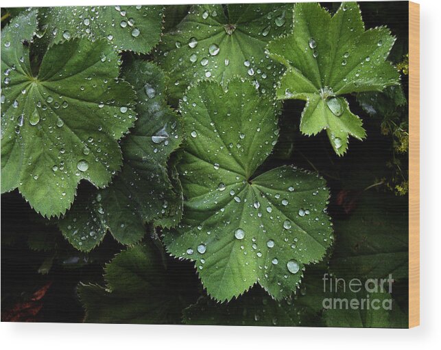 Color Wood Print featuring the photograph Dew on Leaves by Tom Brickhouse