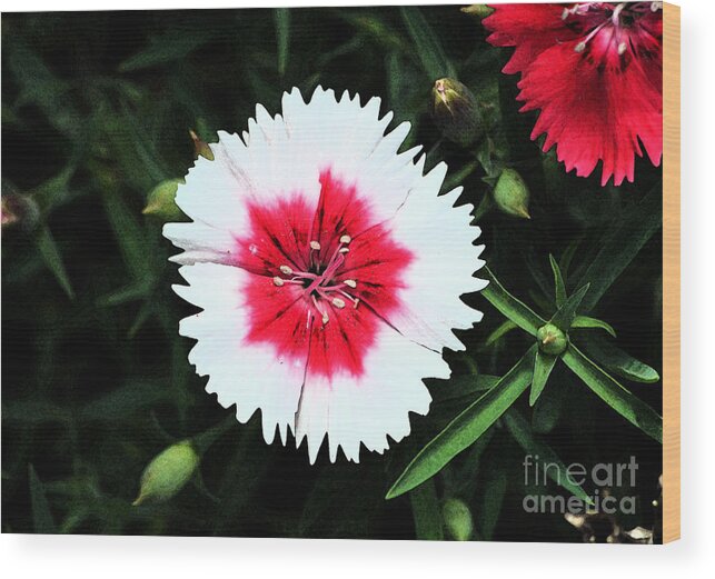 Dianthus Wood Print featuring the digital art Dianthus Red and White Flower Decor Macro Fresco Digital Art by Shawn O'Brien