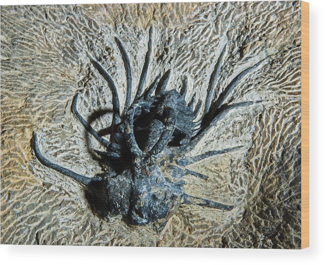 Nature Wood Print featuring the photograph Dicranurus Monstrosus Fossil by Millard H. Sharp