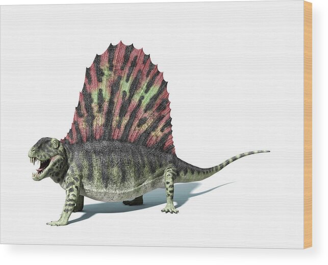 Prehistoric Era Wood Print featuring the digital art Dimetrodon, Artwork by Leonello Calvetti