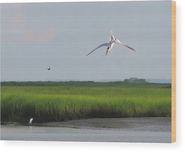Wildlife Wood Print featuring the photograph Diving Tern by Deborah Smith