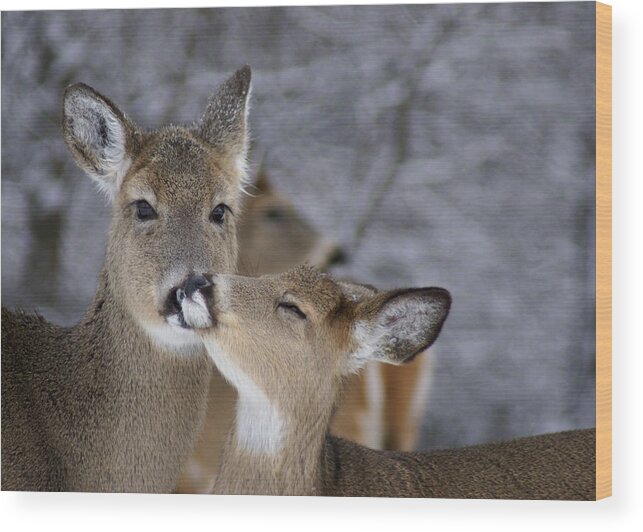 White Tail Deer Wood Print featuring the photograph Doe and Fawn by Larry Bohlin