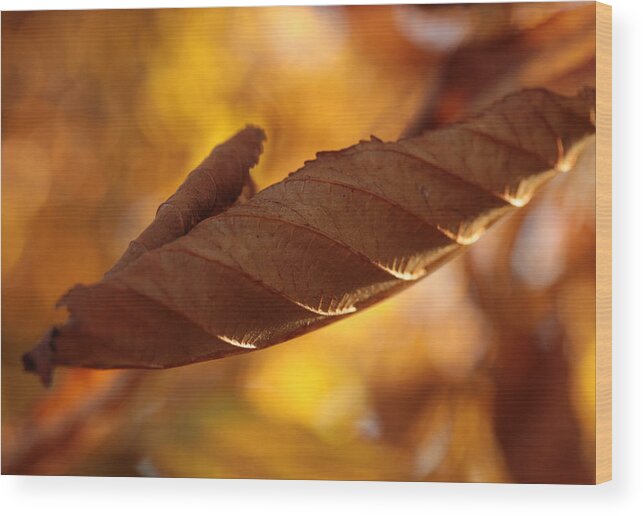 Autumn Wood Print featuring the photograph Doing The Twist by Connie Handscomb