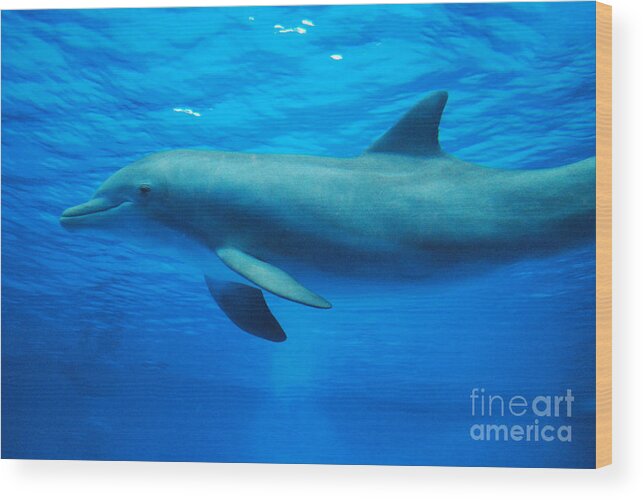 Dolphin Wood Print featuring the photograph Dolphin Underwater by DejaVu Designs