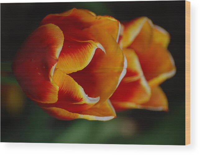 Tulip Wood Print featuring the photograph Double Vision by Kathy Paynter