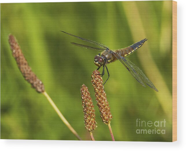 Dragonfly Wood Print featuring the photograph Dragonfly on Seed Pod 2 by Sharon Talson