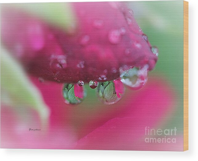 Roses Wood Print featuring the photograph Droplets on the Rose by Yumi Johnson