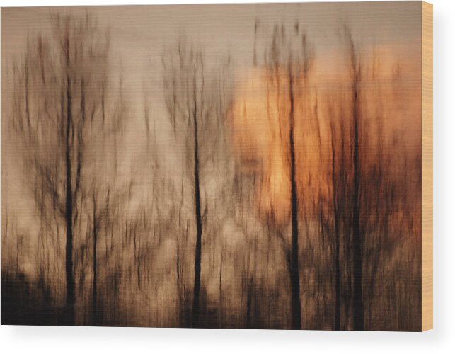 Trees Wood Print featuring the photograph Drying Wet by Lorenzo Cassina