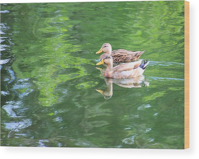 Duck Wood Print featuring the photograph Duck Race by Rosalie Scanlon