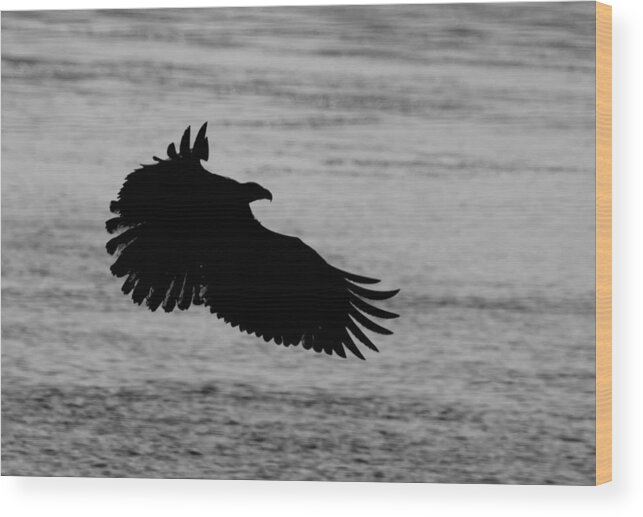 Eagle Wood Print featuring the photograph Eagle Silhouette by Larry Bohlin