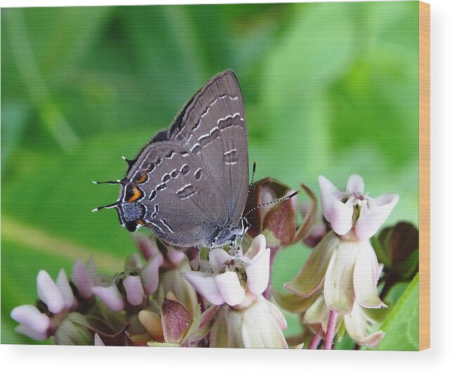 Nature Wood Print featuring the photograph Eastern Tailed Blue Butterfly by Peggy King