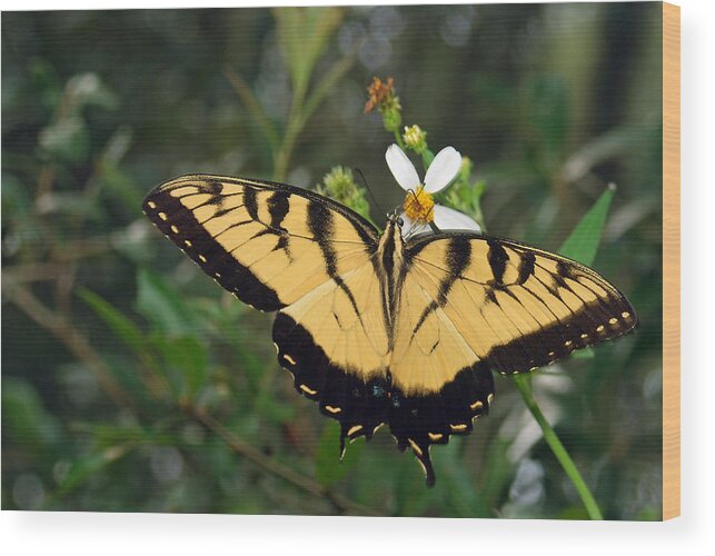 Photograph Wood Print featuring the photograph Eastern Tiger Swallowtail by Larah McElroy