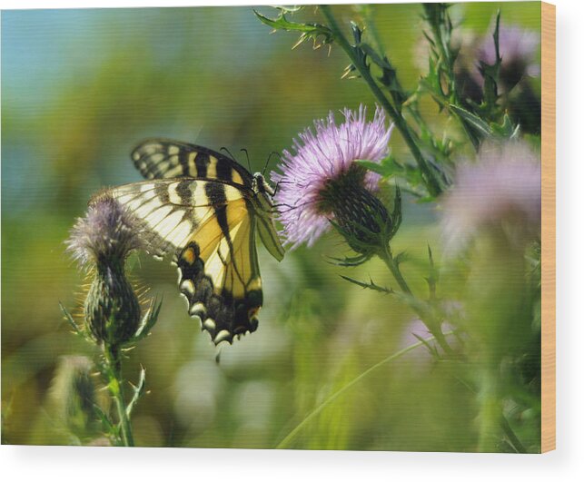 Papilio Glaucus Wood Print featuring the photograph Eastern Tiger Swallowtail on Thistle by Rebecca Sherman