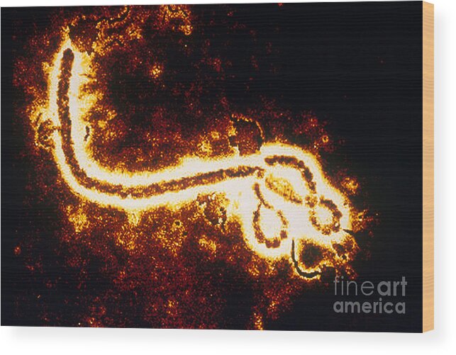 Medical Wood Print featuring the photograph Ebola Zaire Virus Tem by Scott Camazine