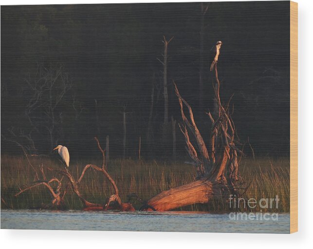 Nature Wood Print featuring the photograph Egret and Osprey Sunrise by Deborah Smith