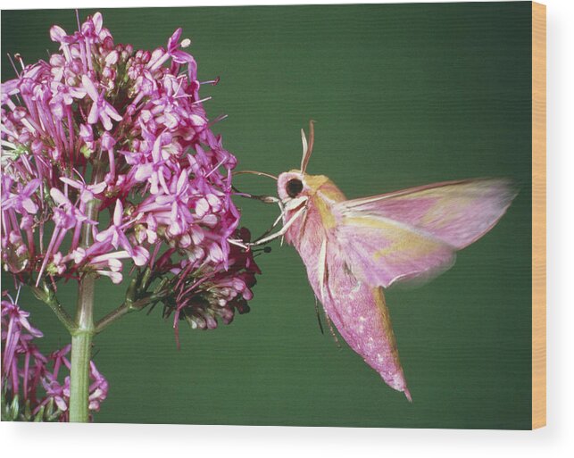 Animal Wood Print featuring the photograph Elephant Hawk Moth by Perennou Nuridsany