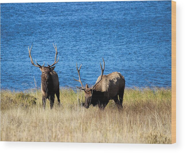 Elk Wood Print featuring the photograph Elk in Estes 4 by Becca Buecher