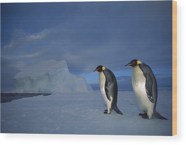 Feb0514 Wood Print featuring the photograph Emperor Penguins At Midnight Antarctica by Tui De Roy