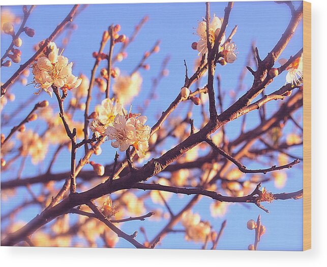 Cherry Blossoms Wood Print featuring the photograph Exquisite by HweeYen Ong