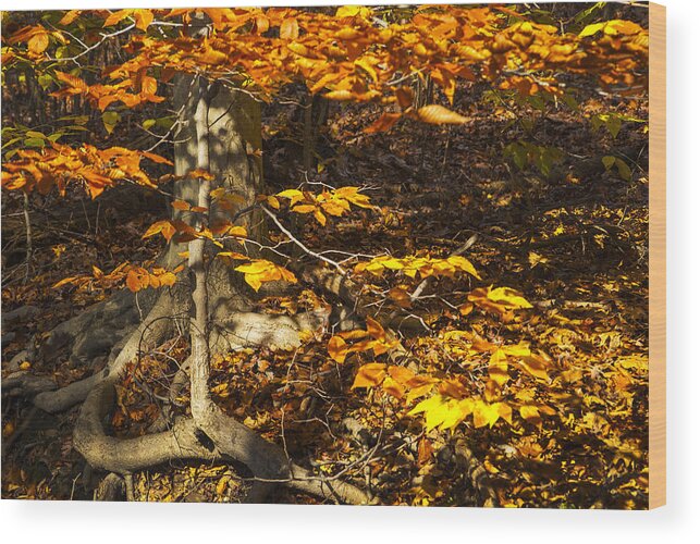 Autumn Wood Print featuring the photograph Extra Branch by Paul W Faust - Impressions of Light