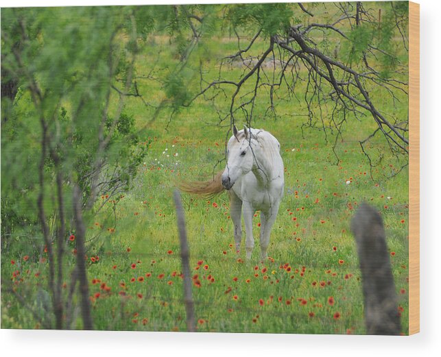 Wildflowers Wood Print featuring the photograph Eye on Beauty by Lynn Bauer