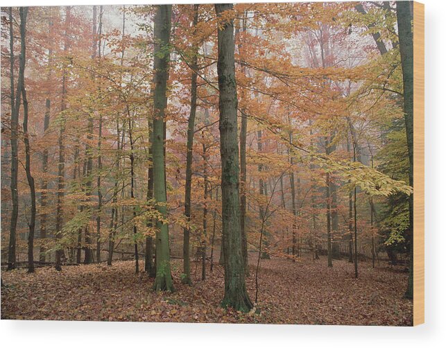 00203007 Wood Print featuring the photograph Fall Colors In Catoctin Mt. Park by Gerry Ellis