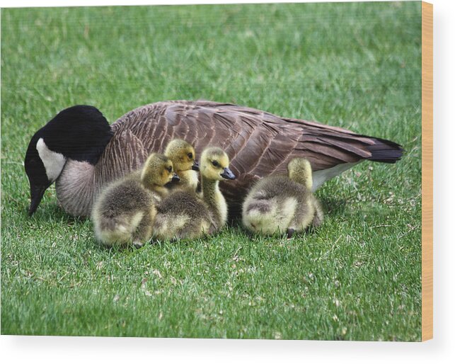 Goose Wood Print featuring the photograph Family Gathering by Shane Bechler