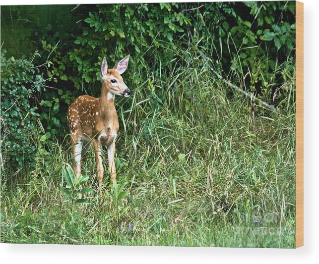 Deer Wood Print featuring the photograph Fawn by Cheryl Baxter