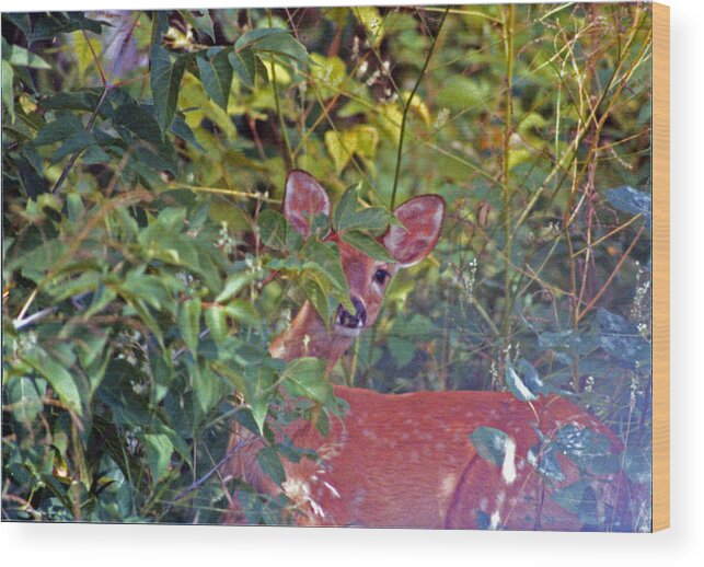 Deer Wood Print featuring the digital art Fawn in Camouflage by R Thomas Brass