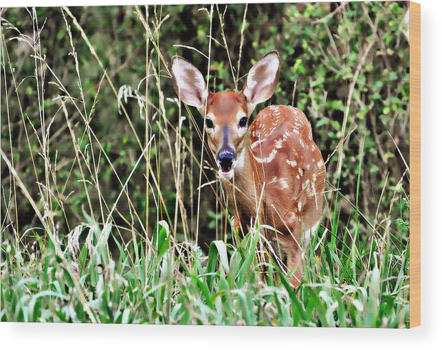 A Whitetail Fawn Hiding In The Tall Grass. Wood Print featuring the photograph Fawn In The Grass by Marty Koch