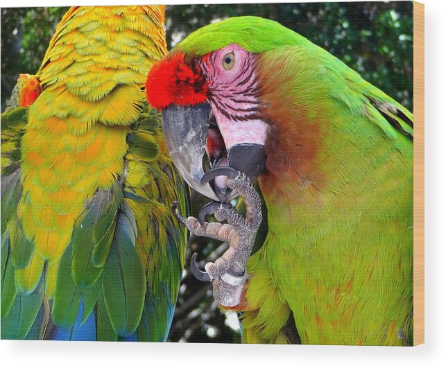 Macaw Wood Print featuring the photograph Feathered Friends by Donna Spadola