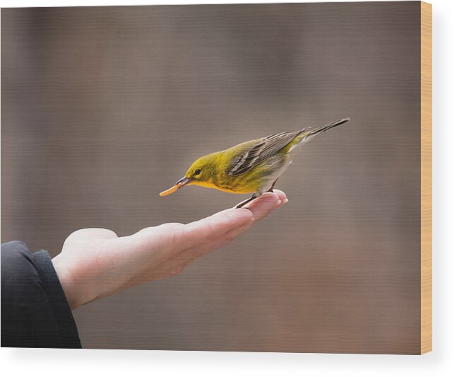 Setophaga Pinus Wood Print featuring the photograph Feeding Time - Pine Warbler by Christy and Bruce Cox
