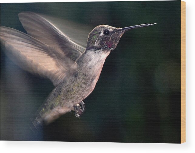 Hummingbird Wood Print featuring the photograph Male Anna In Flight by Jay Milo