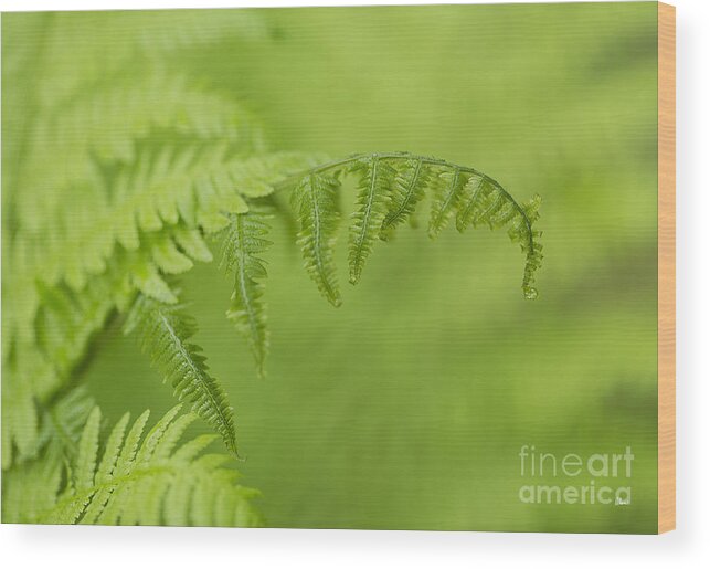 Fern Wood Print featuring the photograph Fern by Alana Ranney