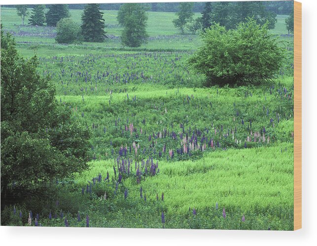 Lupins Wood Print featuring the photograph Field of Dreams by Laura Tucker
