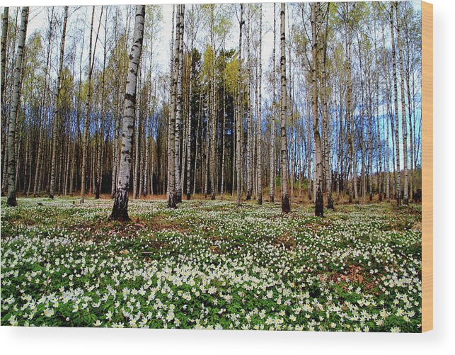 Tranquility Wood Print featuring the photograph Finally Spring Again by Baac3nes