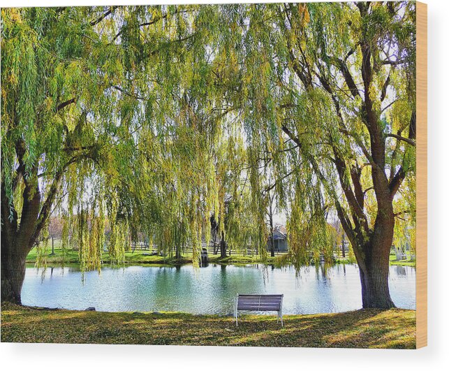 Finger Lakes Wood Print featuring the photograph Finger Lakes Weeping Willows by Mitchell R Grosky