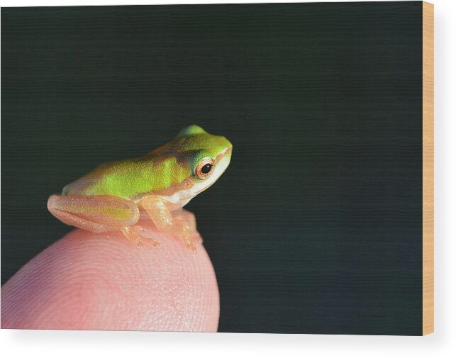 Frog Wood Print featuring the photograph Finger tip baby Frog by David Clode