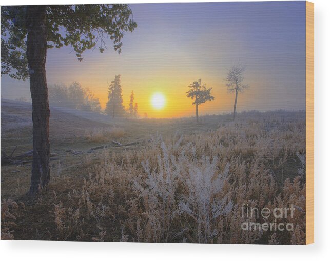 Landscape Wood Print featuring the photograph First Frost by Dan Jurak