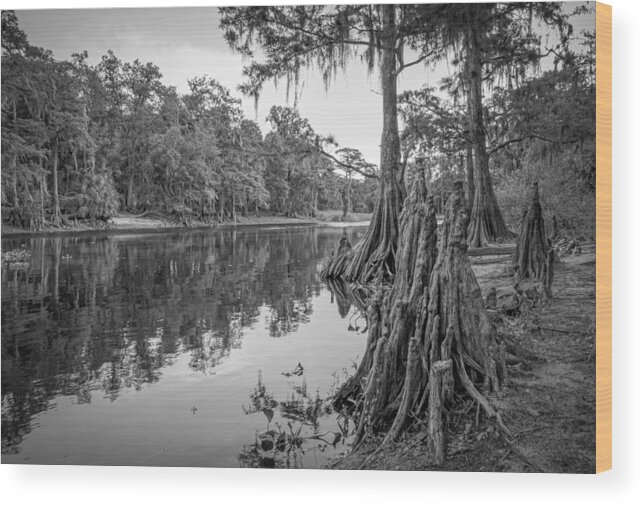 Fish Eating Creek Wood Print featuring the photograph Fish Eating Creek by Bill Martin