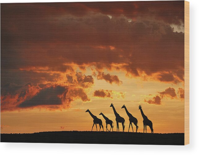 Nature Wood Print featuring the photograph Five Giraffes by Muriel Vekemans