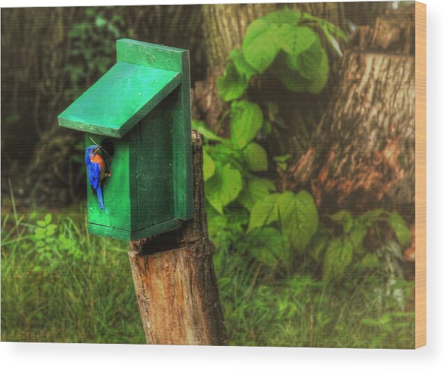 Bluebird Wood Print featuring the digital art Fixing the Nest by Sharon Batdorf