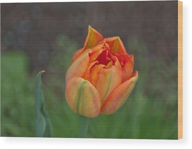 Tulip Wood Print featuring the photograph Floating Spring by Kathy Paynter