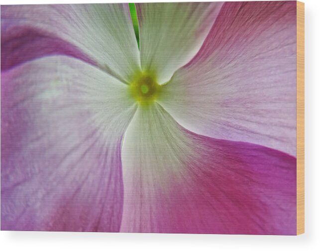 Flower Wood Print featuring the photograph Floral Corona by ShaddowCat Arts - Sherry