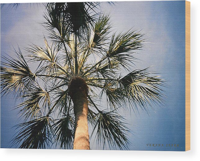 Florida Wood Print featuring the photograph Florida Trees by Verana Stark