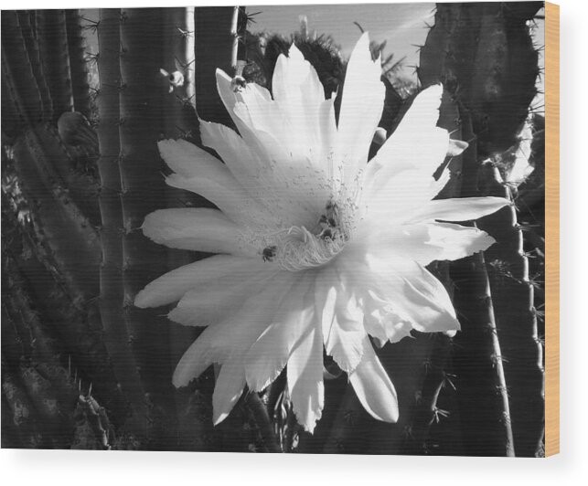 Cactus Wood Print featuring the photograph Flowering Cactus 1 BW by Mariusz Kula