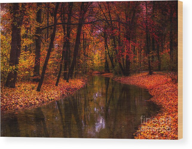 Autumn Wood Print featuring the photograph Flowing Through The Colors Of Fall by Hannes Cmarits