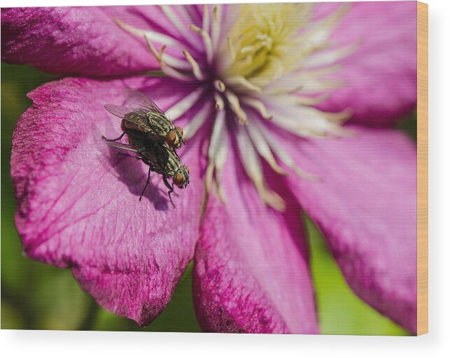 Flower Wood Print featuring the photograph Fly Love by Andreas Berthold