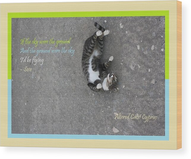Cat Wood Print featuring the photograph Flying With Sose From the Park Altered Cats Cyprus by Anita Dale Livaditis
